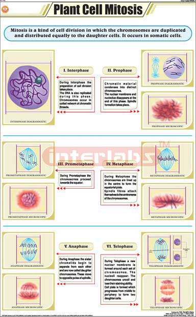 Plant Cell Mitosis