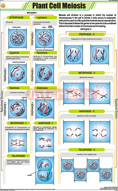 Plant Cell Meiosis