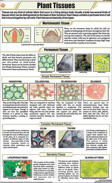 Plant Tissues