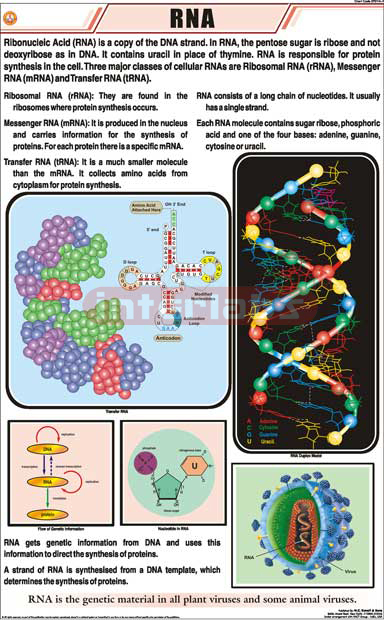 RNA