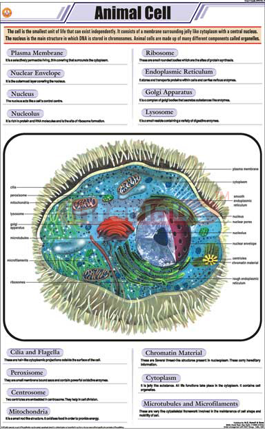 Animal Cell