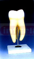 HUMAN TOOTH, UPPER TRIPLE ROOT