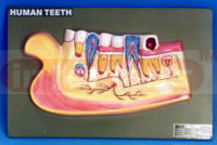 HUMAN LOWER JAW WITH TEETH