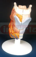 LARYNX, 2 PARTS