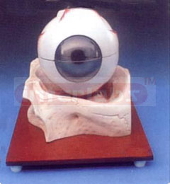 EYE MODEL ON BONY BASE