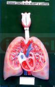 HUMAN HEART WITH LUNGS & LARYNX