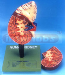 HUMAN KIDNEY