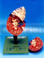 HUMAN KIDNEY WITH ADRENAL GLAND