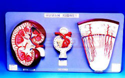 KIDNEY SECTION ,NEPHRONS,BLOOD VESSELS AND RENAL CORPUSCLE