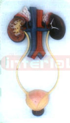 KIDNEY WITH BLADDER