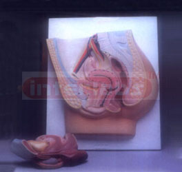 HUMAN FEMALE PELVIS, 2 PART