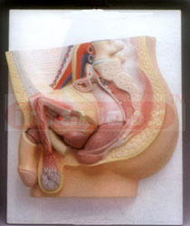 HUMAN MALE PELVIS