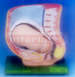 PREGNANCY PELVIS WITH BABY