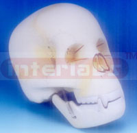 HUMAN SKULL