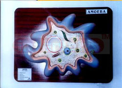 AMOEBA PROTEUS