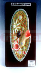 PARAMECIUM