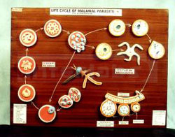 MALARIAL PARASITE LIFE HISTORY