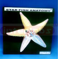 ANATOMY OF STARFISH