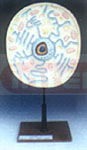 ANIMAL CELL