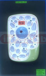 PLANT CELL