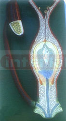 FERTILISATION OF ANGIOSPERMS