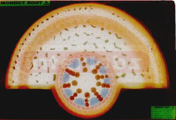 MONOCOT ROOT T.S.