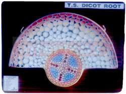 DICOT ROOT T.S.