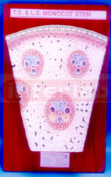 MONOCOT STEM ANATOMY T.S. & L.S.