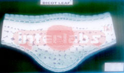 DICOT LEAF T.S.