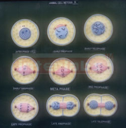 ANIMAL CELL DIVISION MITOSIS