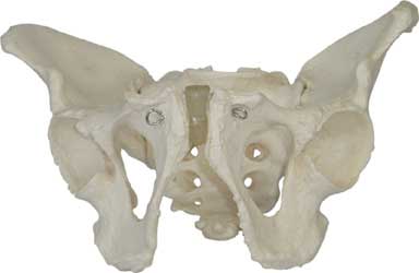 Adult Male Pelvis