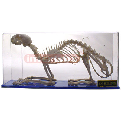 Cat Skeleton